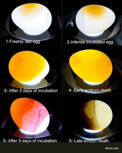 Looking for Hatching chicken eggs gestation | Want to share